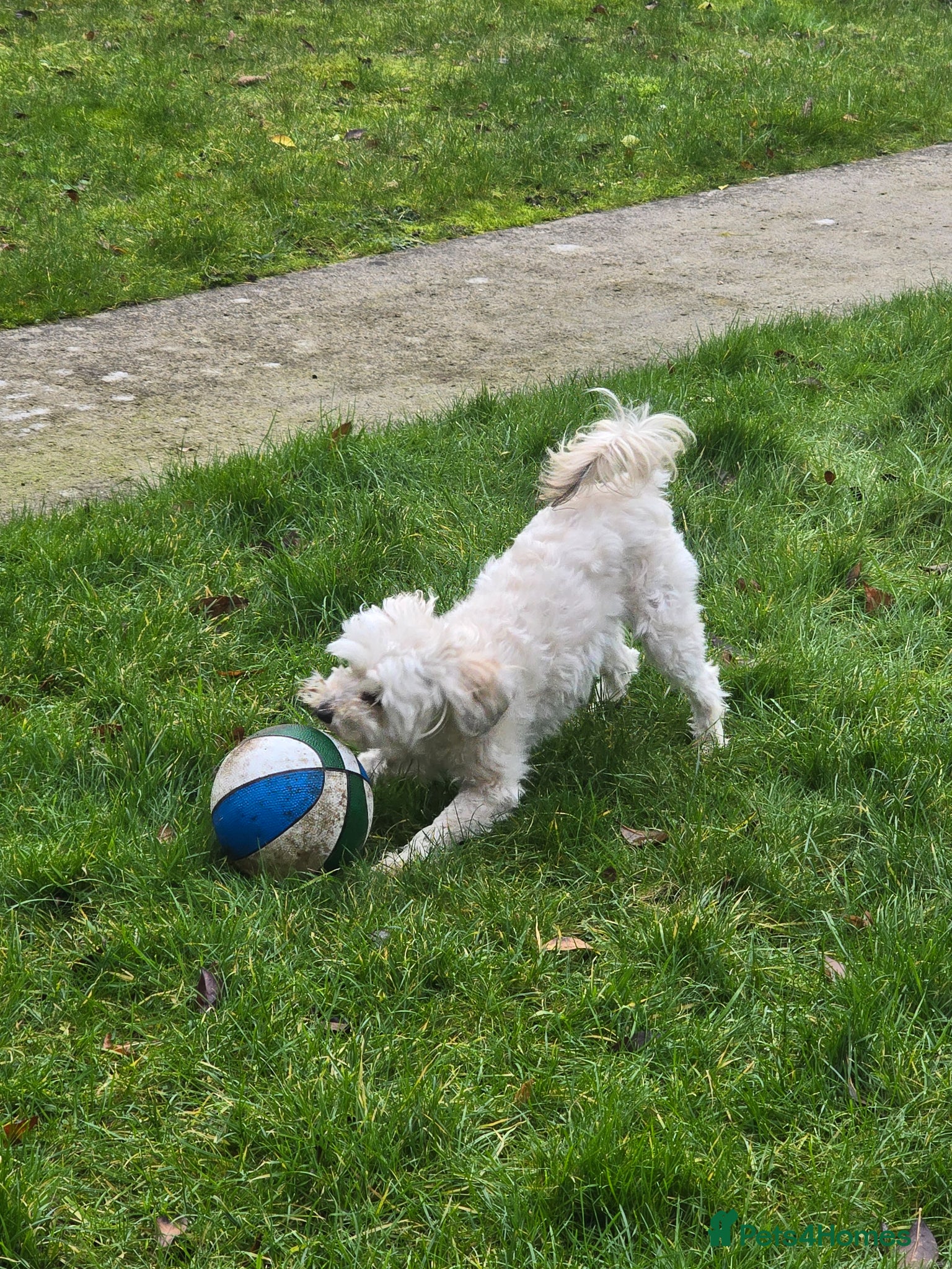 Maltipoo dogs for sale: Roxy  in Chester-le-Street - Advert 6