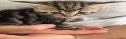 Mixed Breed cats for sale: 5 kittens  - Advert 3
