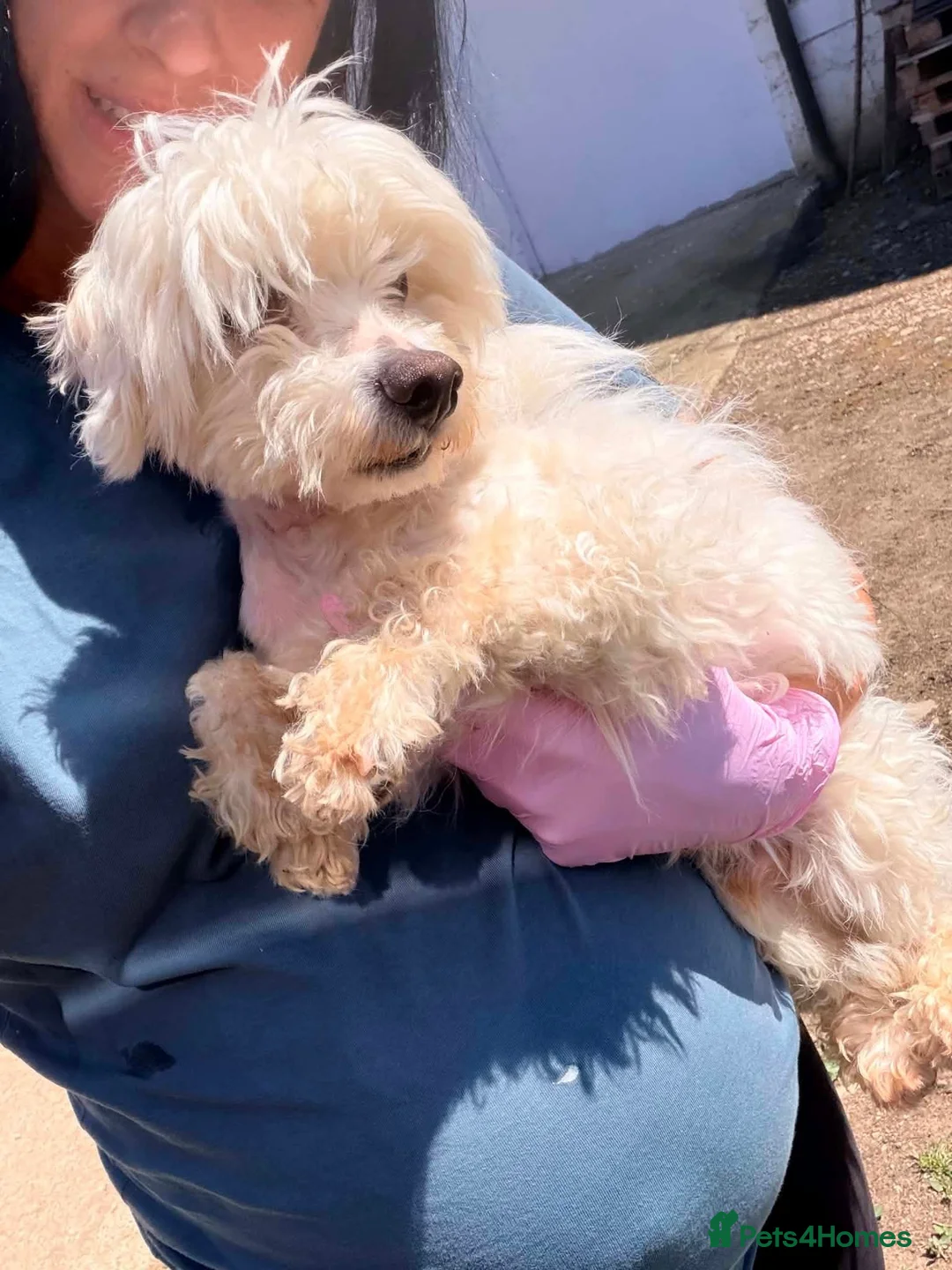 Mixed Breed dogs for adoption: Lucky The Little Dog Who Refused to Give Up  - Advert 6