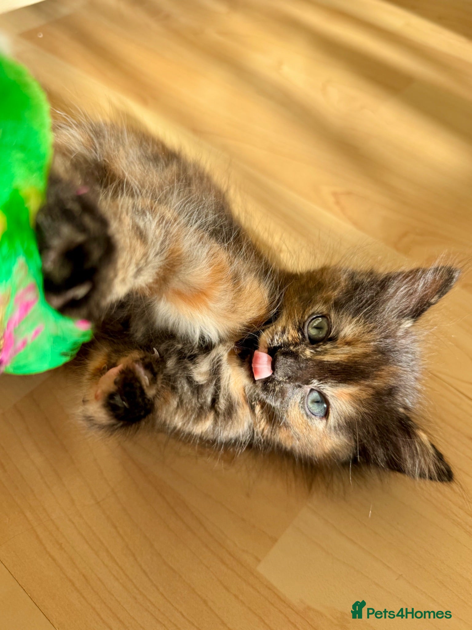 Mixed Breed cats 4 Fluffy kittens are ready to go  - Advert 2
