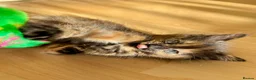 Mixed Breed cats for sale: 4 Fluffy kittens are ready to go  - Advert 7