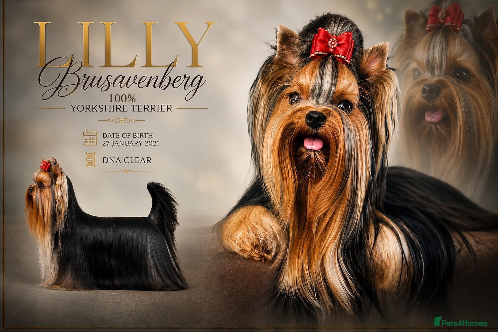 Yorkshire Terrier dogs STUNNING MINIATURE YORKIES KC DNA - Advert 10