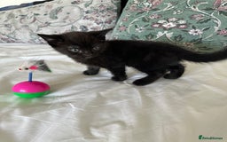 Domestic Shorthair cats for sale: For Sale! Three black cute and lovely kittens  - Image 11