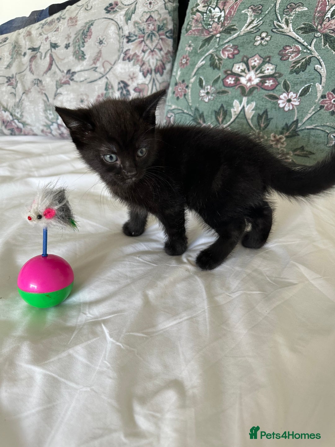 Domestic Shorthair cats for sale: For Sale! Three black cute and lovely kittens  - Image 11