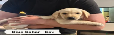 Blue Collar- White Labrador Male