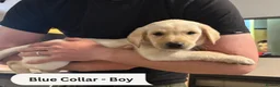 Labrador Retriever dogs for sale: Fox Red & Light Labrador Puppies- Ready June 2026 - Advert 22