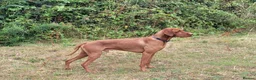Hungarian Vizsla dogs for stud: Proven Hungarian championship blood line in Llantwit Major - Advert 22