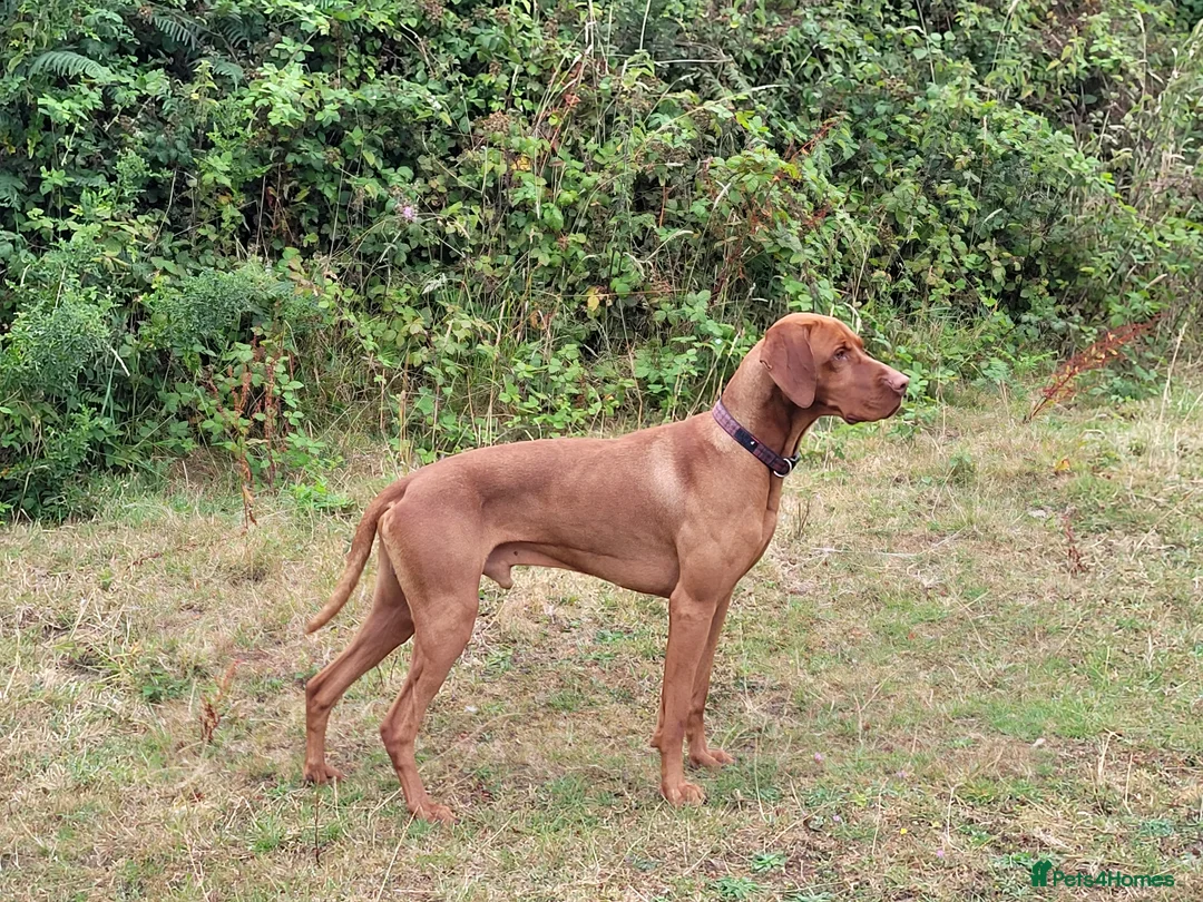 Hungarian Vizsla dogs for stud: Proven Hungarian championship blood line in Llantwit Major - Advert 22