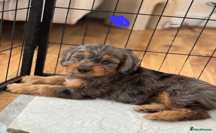 Cockapoo dogs - Advert 1