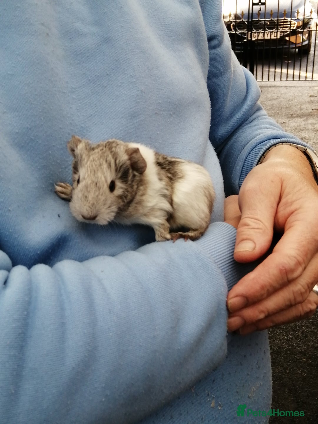 Guinea Pig rodents for sale: Fluffy guinea pigs for sale £35 - Image 3