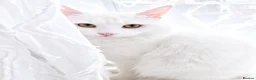 Turkish Angora cats for sale: Beautiful Turkish Angora Cat  in London - Advert 3