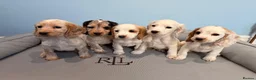 Cocker Spaniel dogs for stud: Lemon and White Cocker Spaniel For Stud - Advert 2