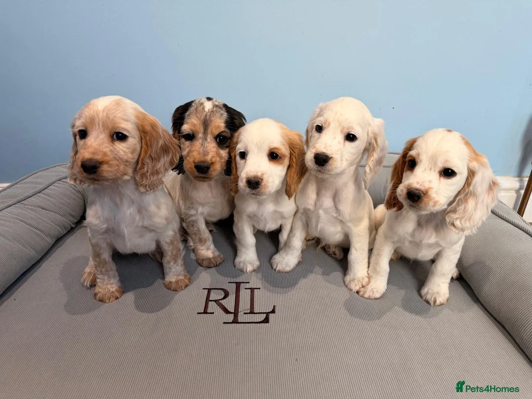 Cocker Spaniel dogs for stud: Lemon and White Cocker Spaniel For Stud - Advert 2