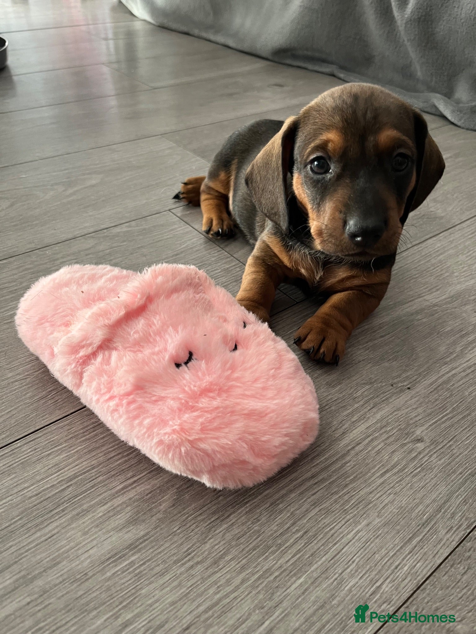Dachshund dogs Beautiful miniture dachshund puppies  - Advert 2