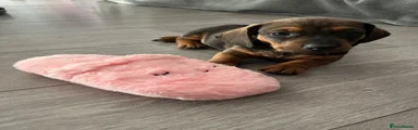 Dachshund 3