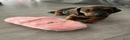 Dachshund dogs for sale: Beautiful miniture dachshund puppies  - Advert 17
