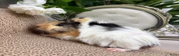 Guinea Pig rodents for sale: Multiple baby Girl guinea pigs for sale  - Advert 4