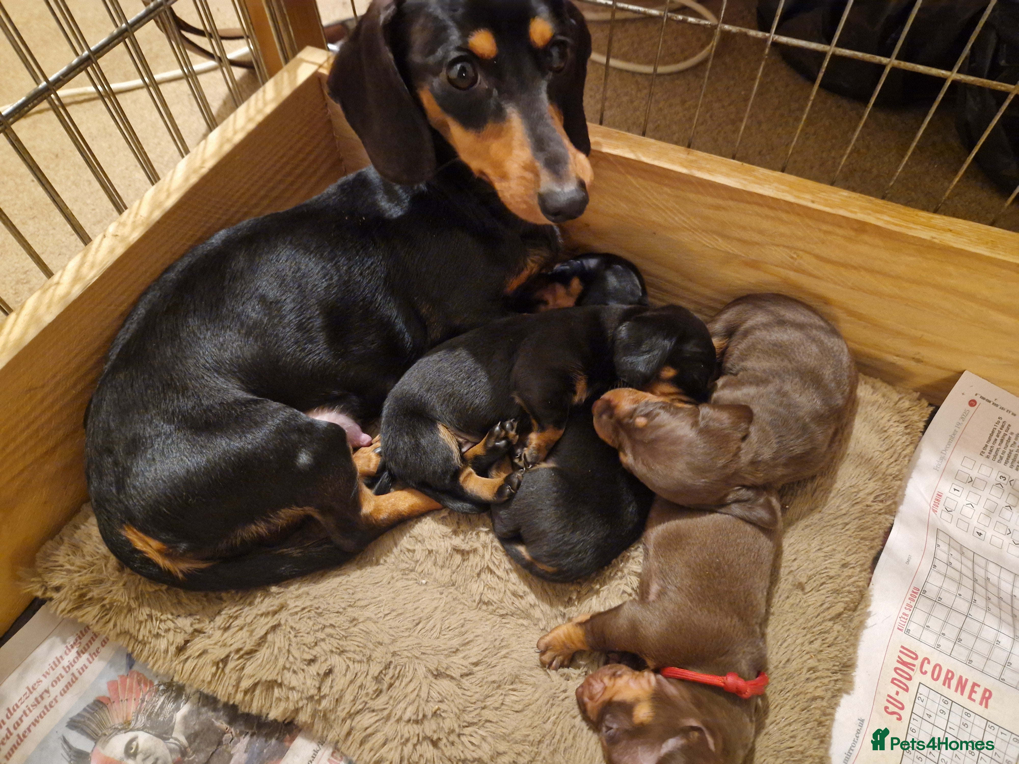 Miniature Dachshund dogs Beautiful Miniature Daschund Puppies For Sale - Advert 18