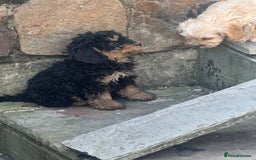 Cockapoo dogs for sale: Crazy Cockapoo puppies    - Image 8