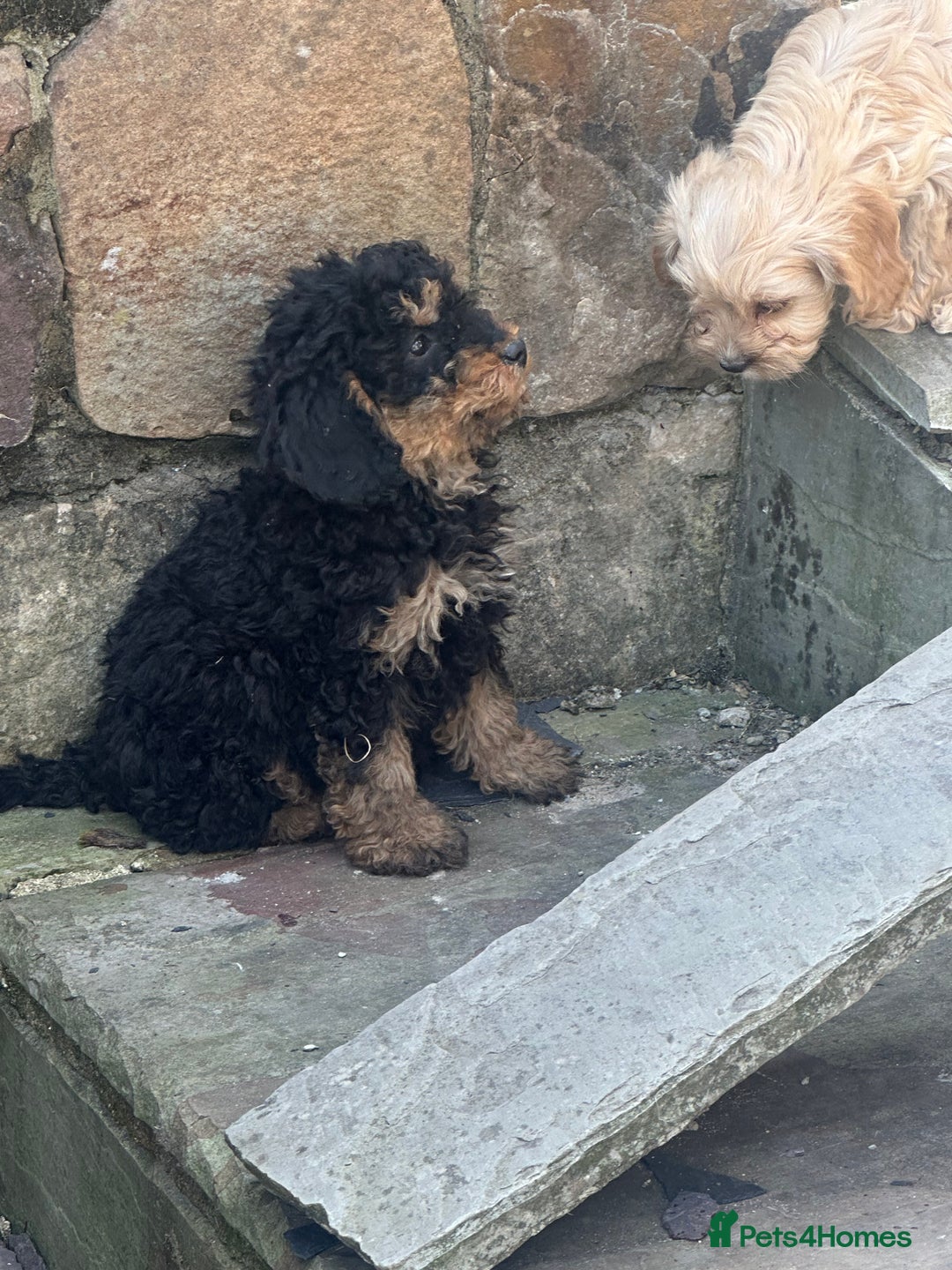 Cockapoo dogs for sale: Crazy Cockapoo puppies    - Image 8