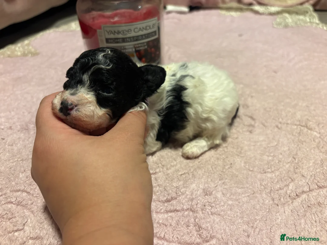 Toy Poodle dogs for sale: Outstanding Miniature Poodle Puppies  - Advert 8