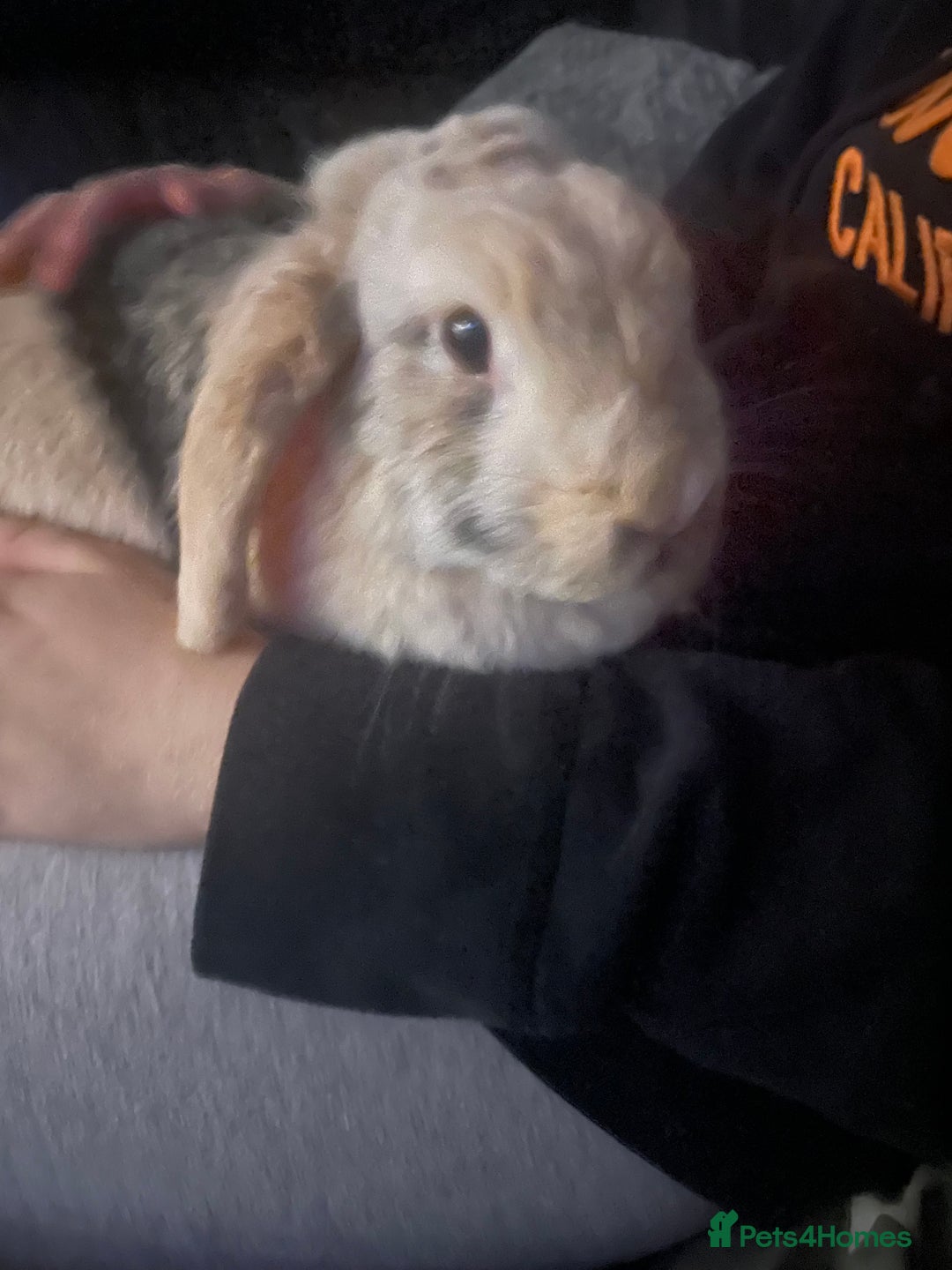 Harlequin rabbits for sale: Female lop - Advert 5