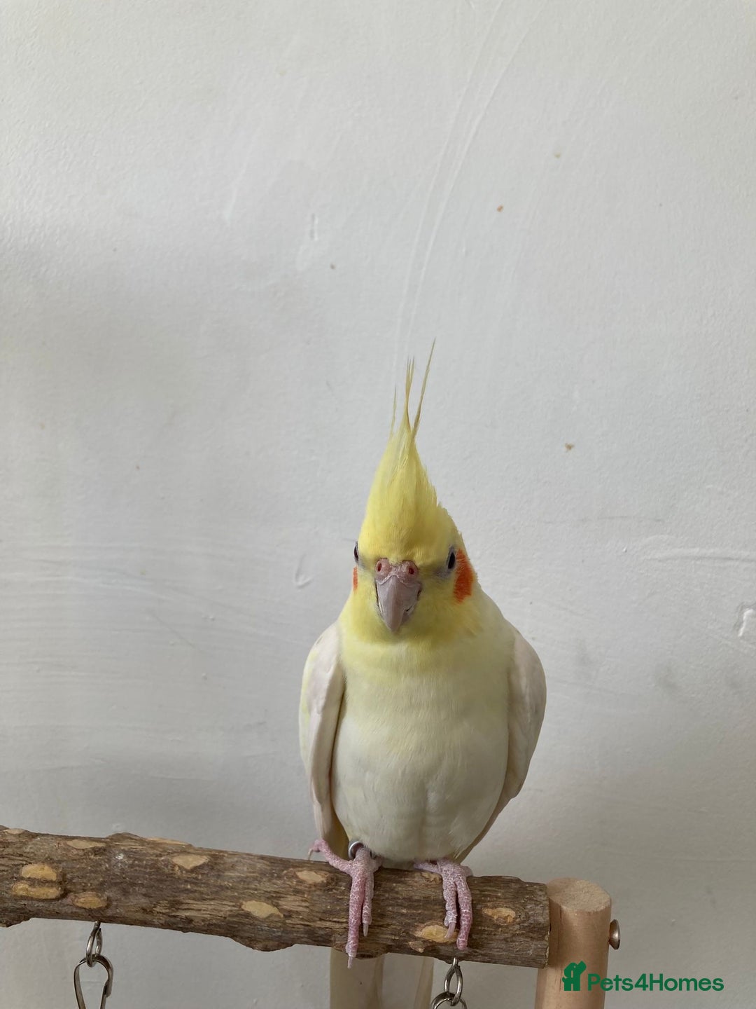 Mixed Breed birds for sale: Cockatiel and budgie (both male) - Advert 3