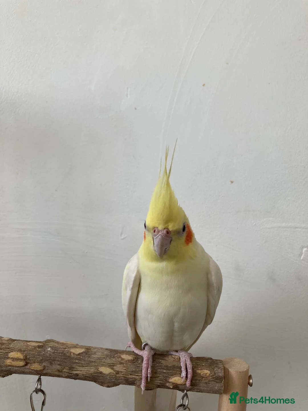 Mixed Breed birds for sale: Cockatiel and budgie (both male) - Advert 3
