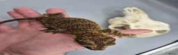 Gecko reptiles for sale: Proven breeder Orange blotch gargoyle gecko  - Advert 4