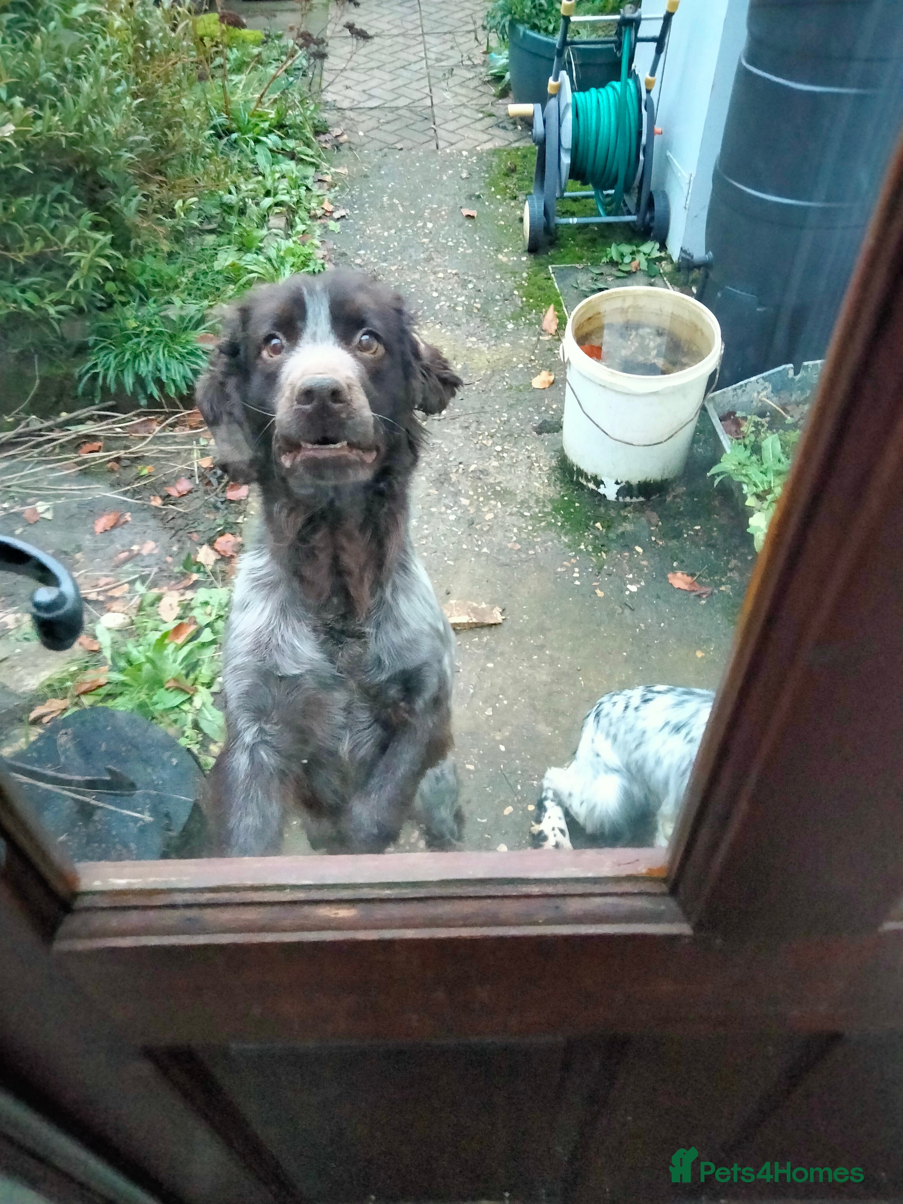 Cocker Spaniel dogs introducing sammy to the ladies in Diss - Advert 15
