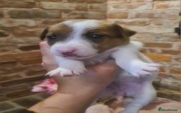 Jack Russell dogs for sale: Lovely Jack russell puppies. - Image 8