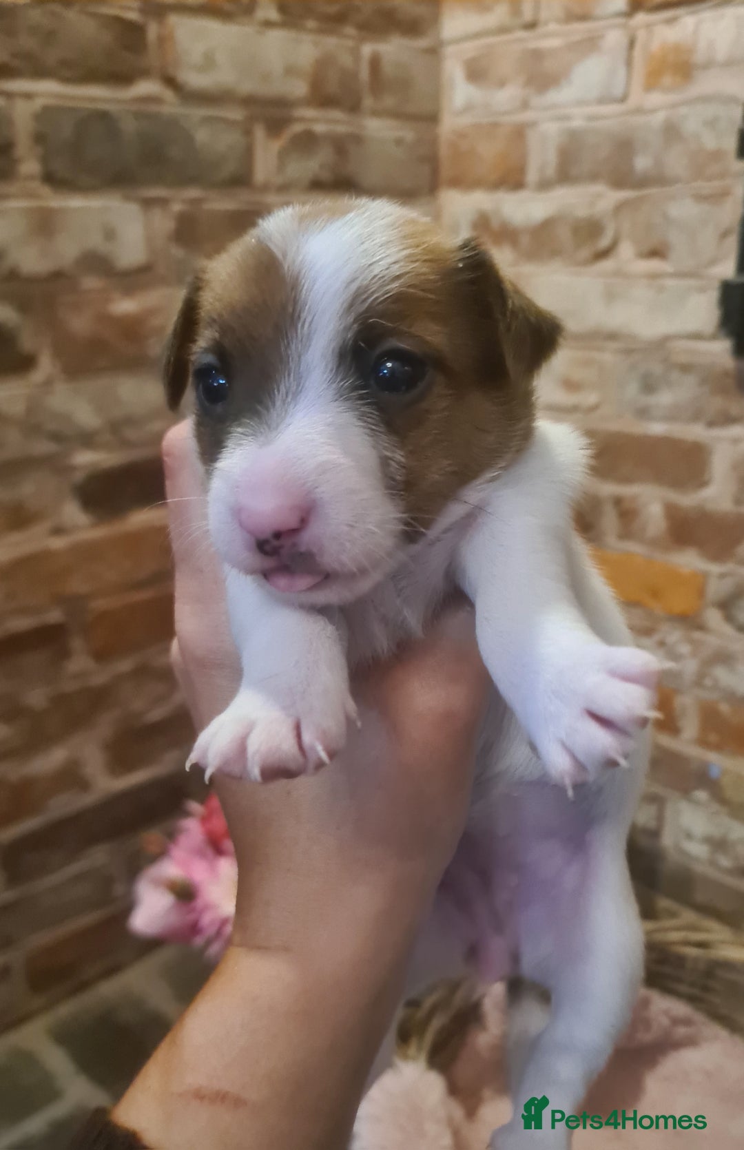 Jack Russell dogs for sale: Lovely Jack russell puppies. - Image 8
