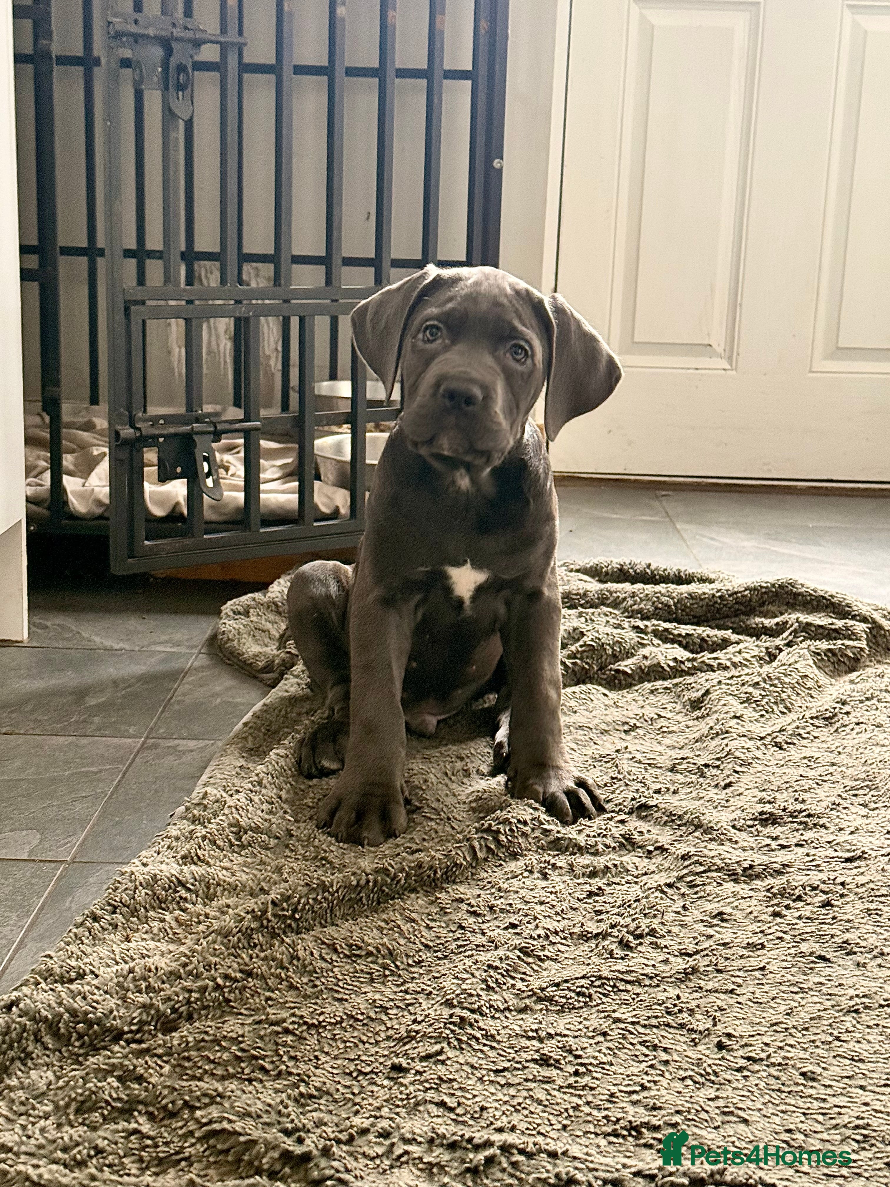 Cane Corso dogs Exceptional, Champion Bloodline Cane Corso Puppies - Advert 2