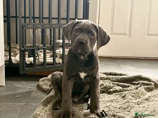 Cane Corso dogs Exceptional, Champion Bloodline Cane Corso Puppies - Advert 2