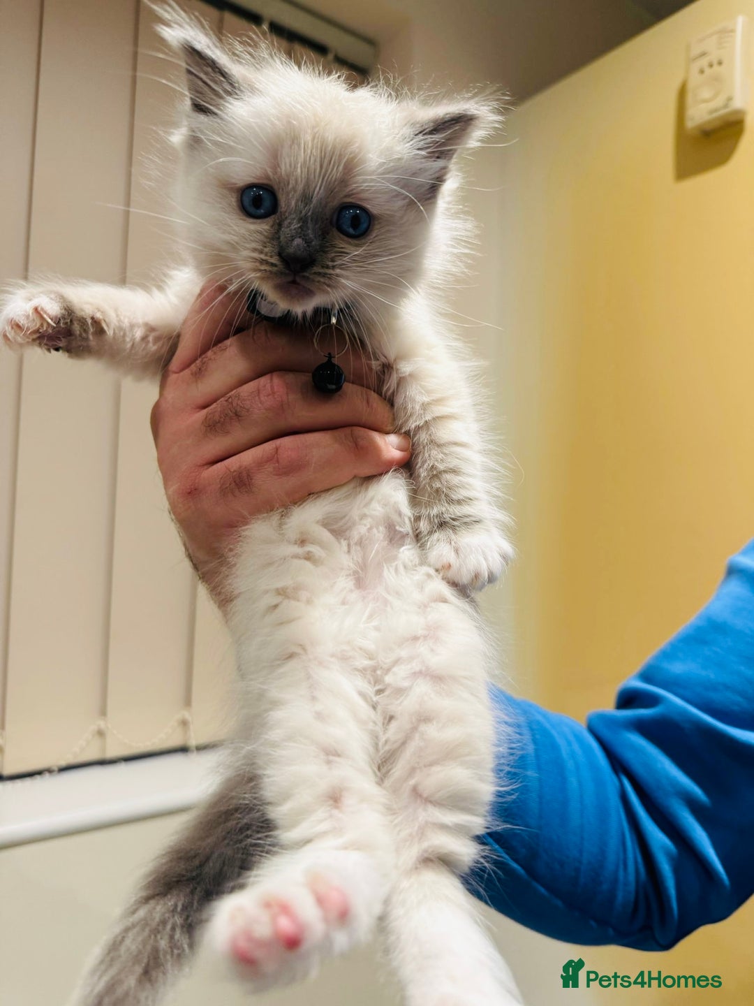 Ragdoll cats for sale: Adorable Pure Ragdoll Kittens - Advert 28