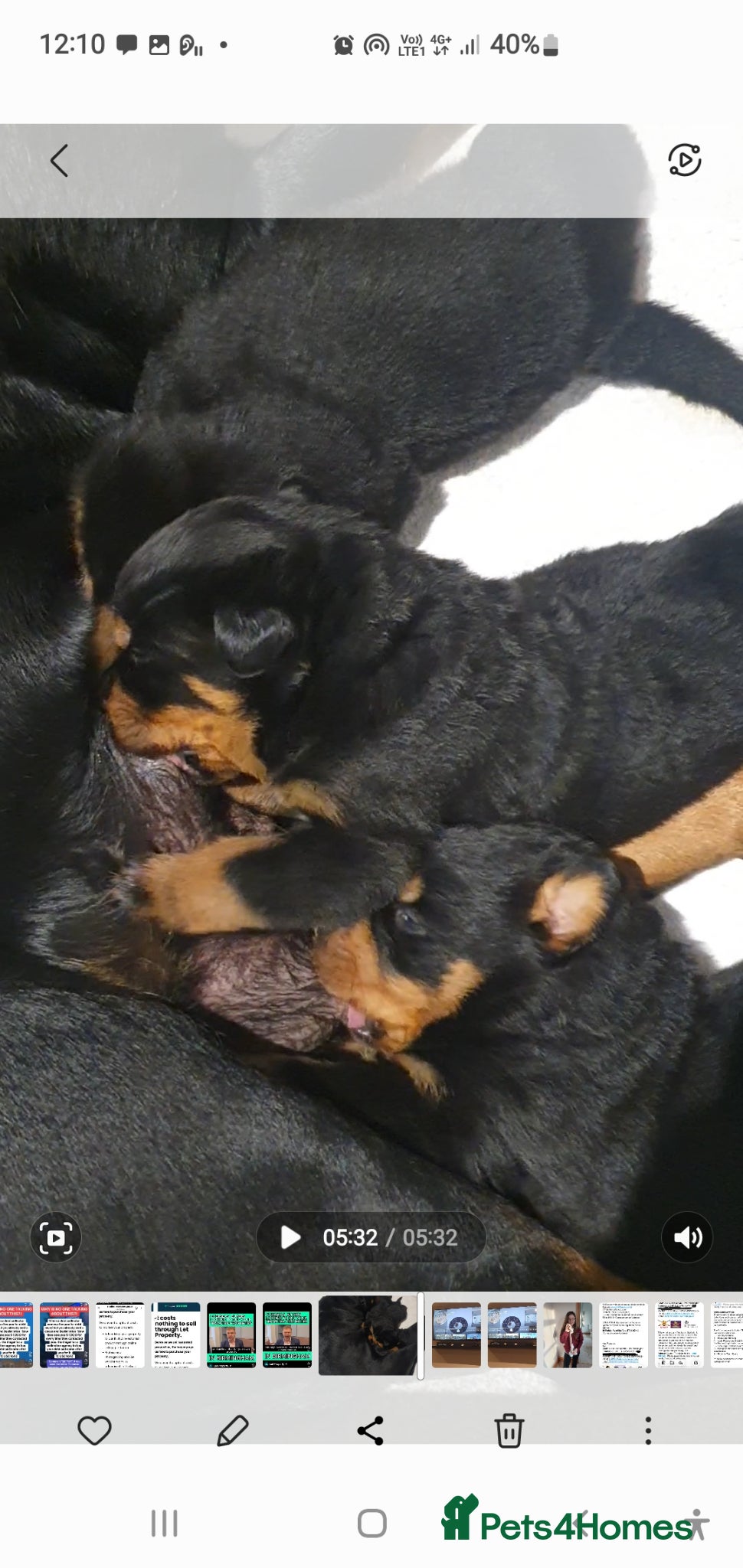 Rottweiler dogs Outstanding full German champion pedigree puppies  - Advert 2