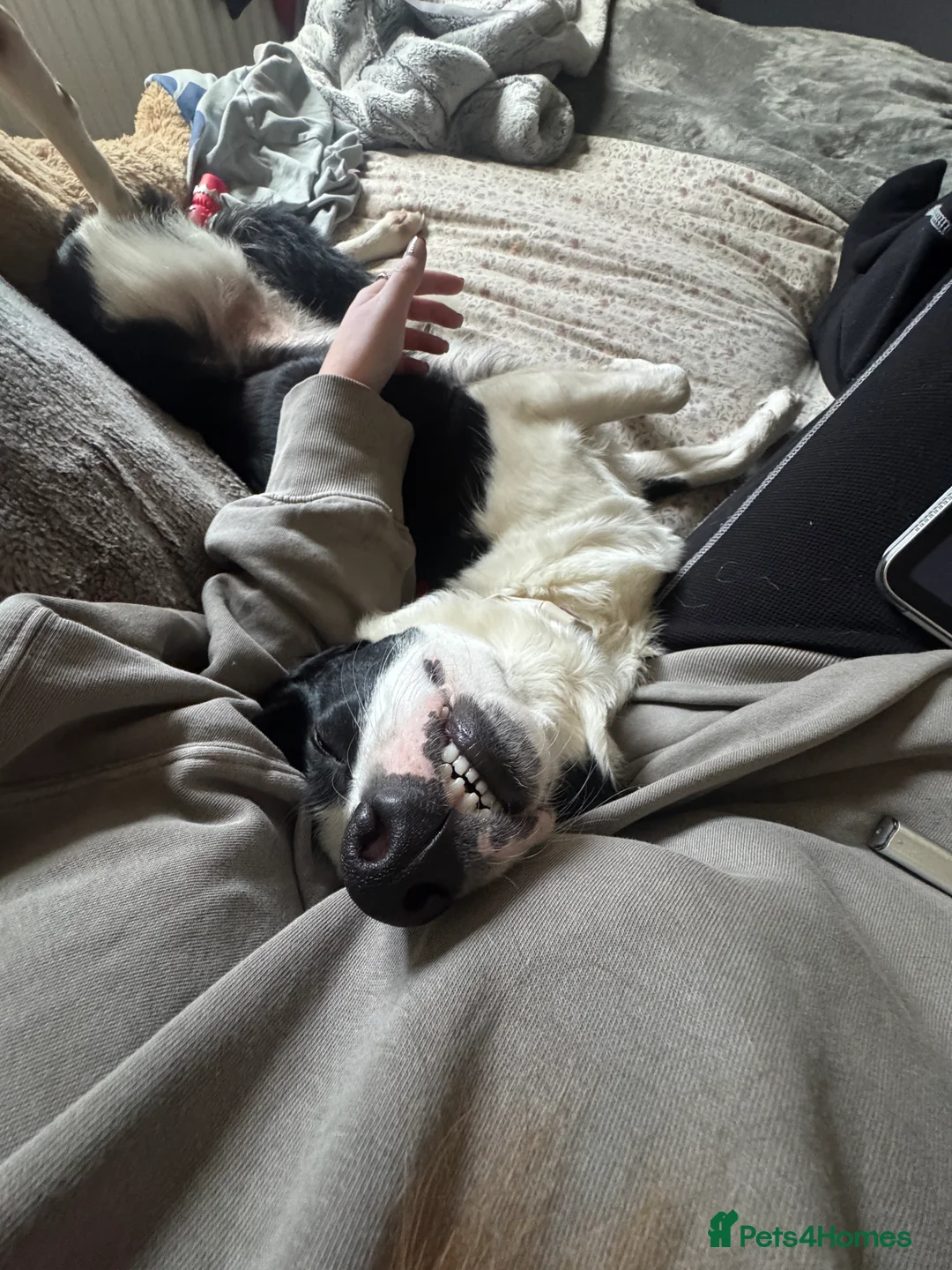 Border Collie dogs for sale: Jasmine 3years old  - Advert 4