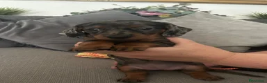 Miniature Dachshund 5