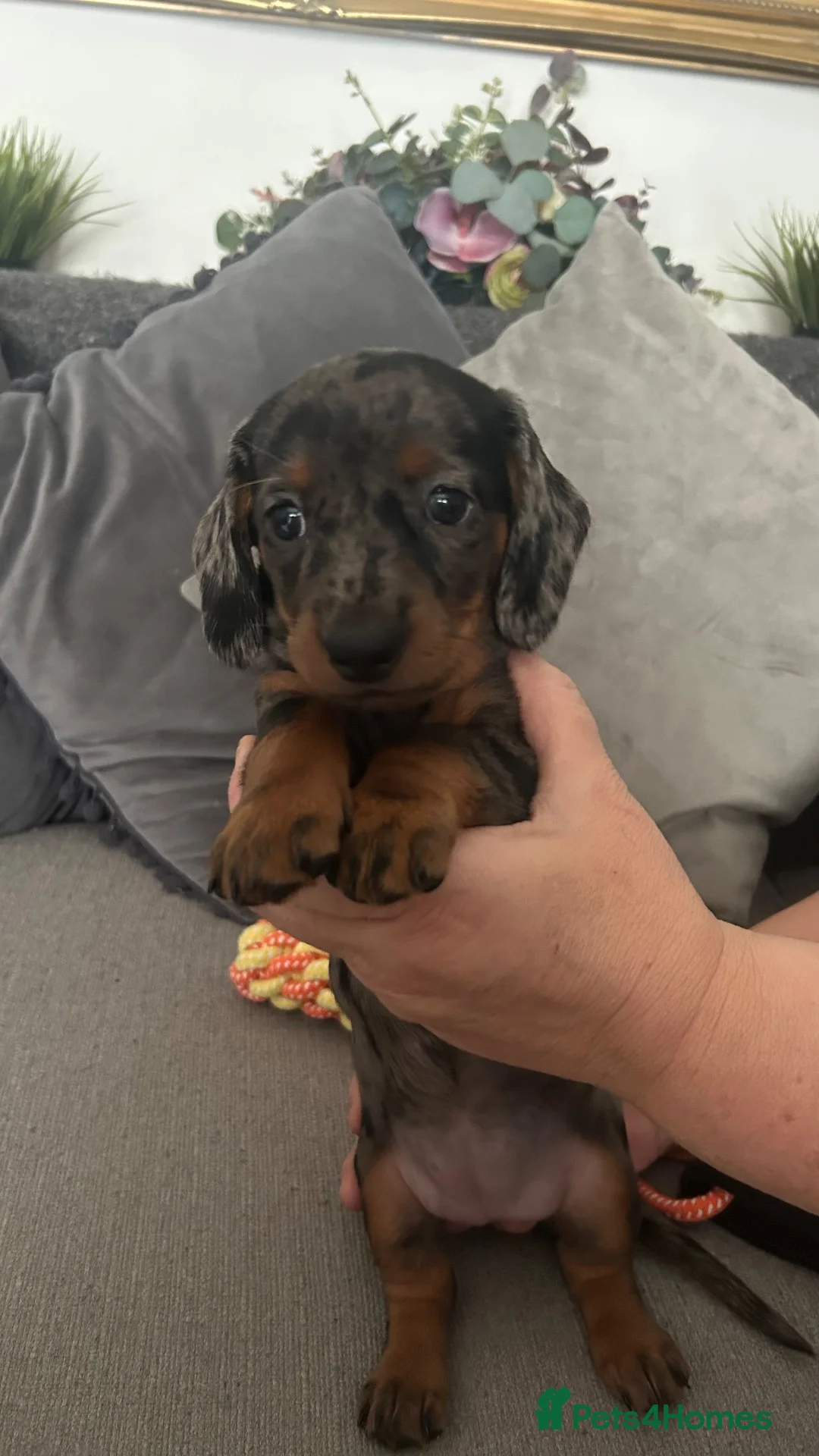 Miniature Dachshund dogs for sale: 5 Gorgeous Dachshund puppies in Maidenhead - Advert 6