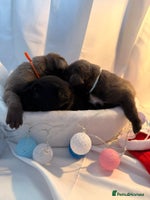 Cane Corso dogs Pure Cane Corso’s 🐶 - Advert 8