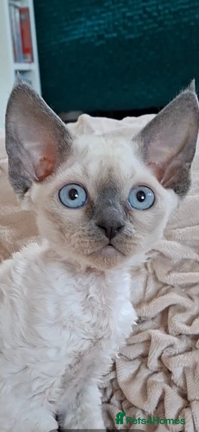 Devon Rex cats Last giirl -FIFE registered - Advert 3