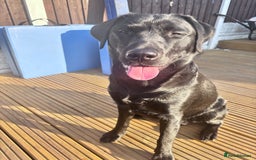Labrador Retriever dogs for sale: 11 month old Labrador Retriever for rehoming  - Image 3