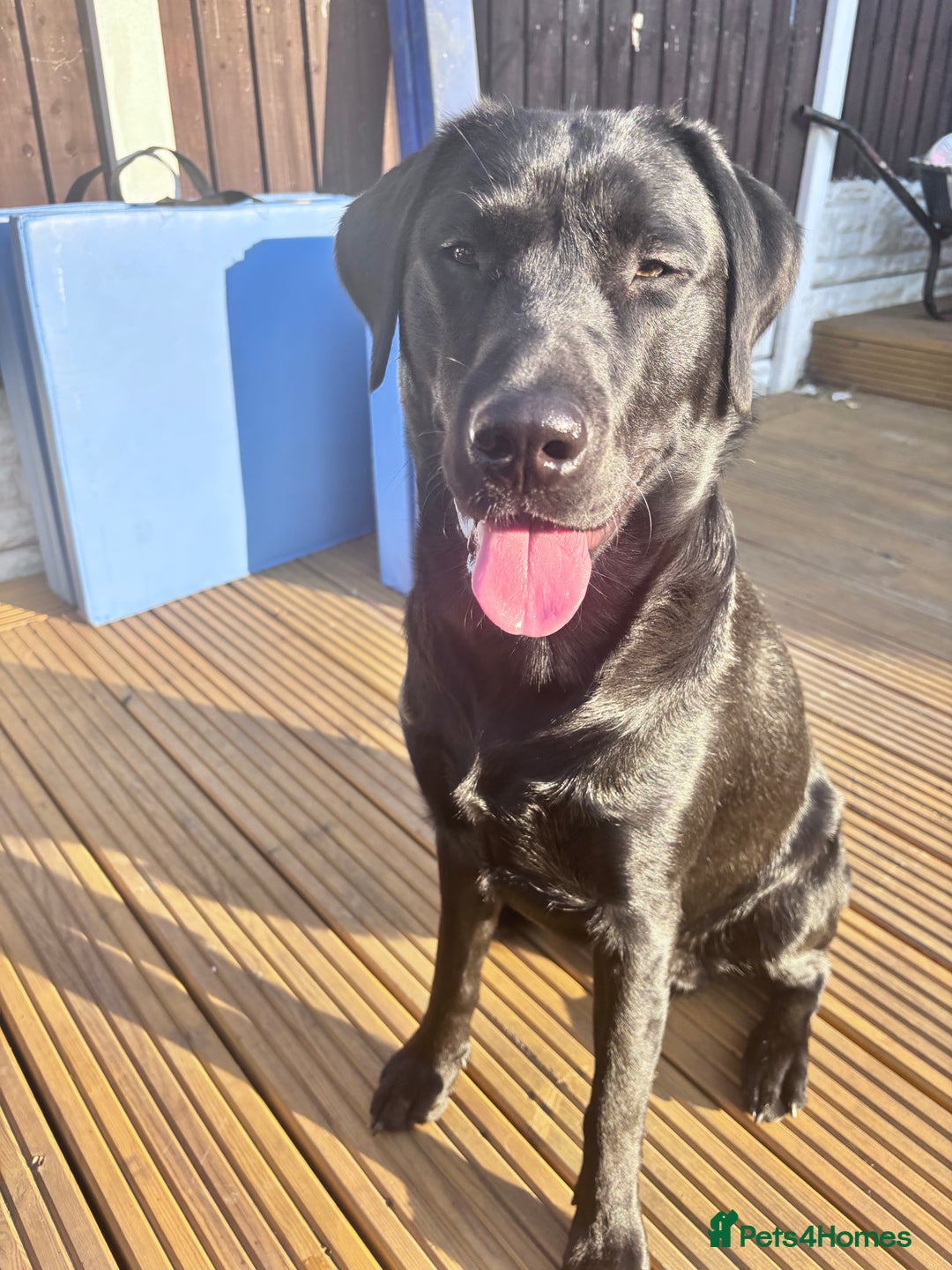 Labrador Retriever dogs for sale: 11 month old Labrador Retriever for rehoming  - Image 3