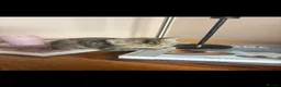 Mixed Breed cats for sale: 9 week old Kittens  in Nottingham - Advert 2