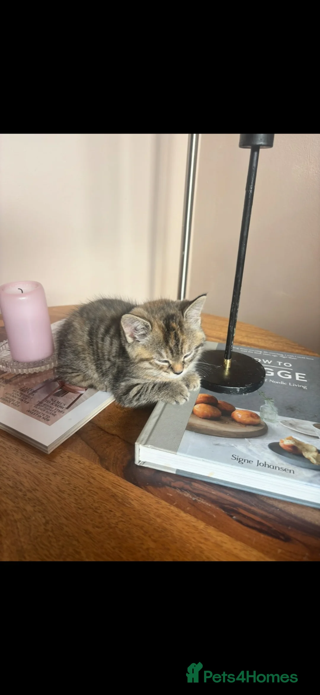 Mixed Breed cats for sale: 9 week old Kittens  in Nottingham - Advert 2