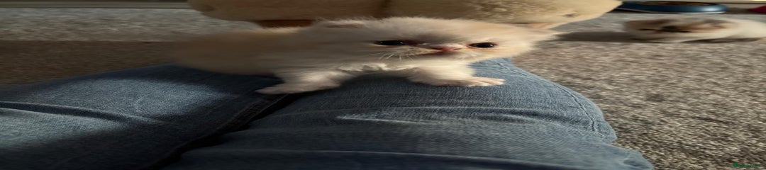 Persian Kitten 5