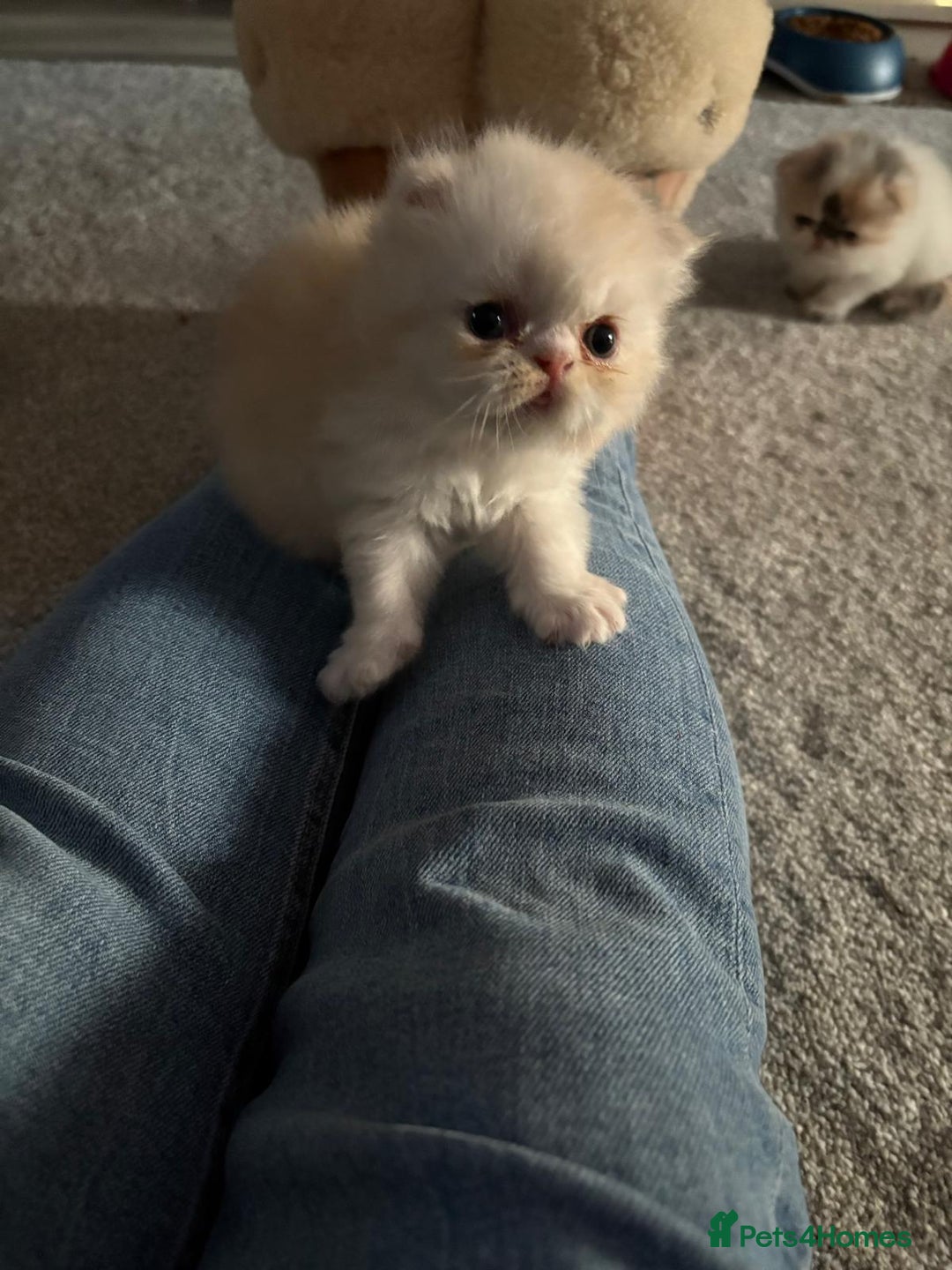 Persian cats for sale: Persian kittens  - Image 15