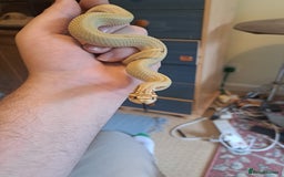 Snake reptiles for sale: Western hognose superconda with viv - Image 1
