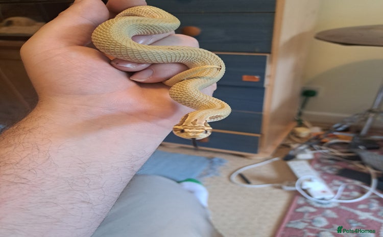 Snake reptiles - Advert 1