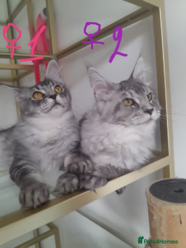 Maine Coon cats Black silver mackerel poly Girls TICA maine coon - Advert 2